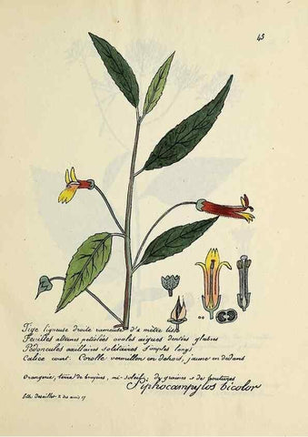 Reproducción/Reproduction 49501309251: Flore universelle. Saint-Denis :Au Bureau et chez Meilhac :[1848]-[1849]. 
