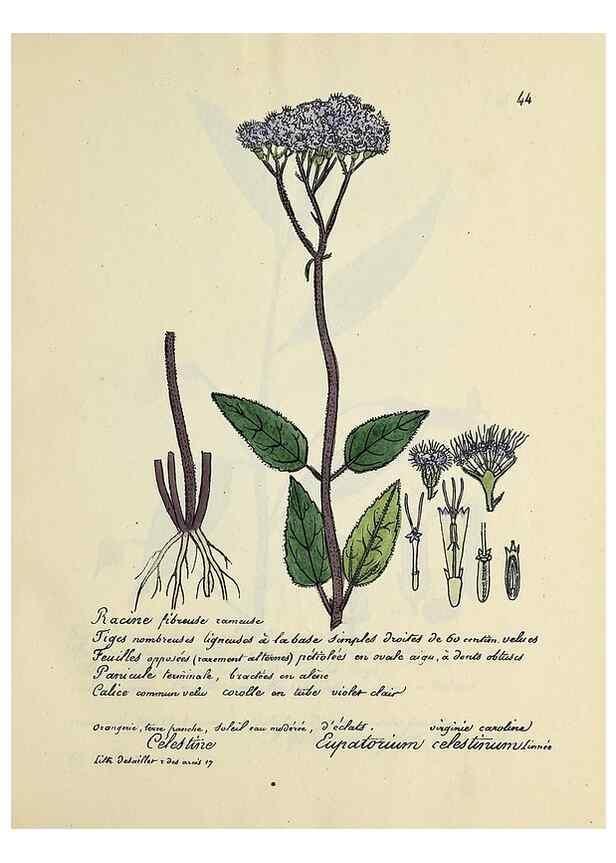 Reproducción/Reproduction 49501532097: Flore universelle. Saint-Denis :Au Bureau et chez Meilhac :[1848]-[1849]. 