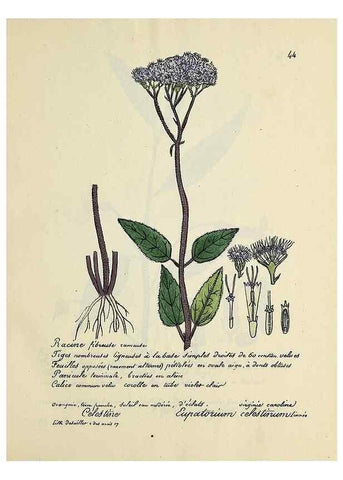 Reproducción/Reproduction 49501532097: Flore universelle. Saint-Denis :Au Bureau et chez Meilhac :[1848]-[1849]. 