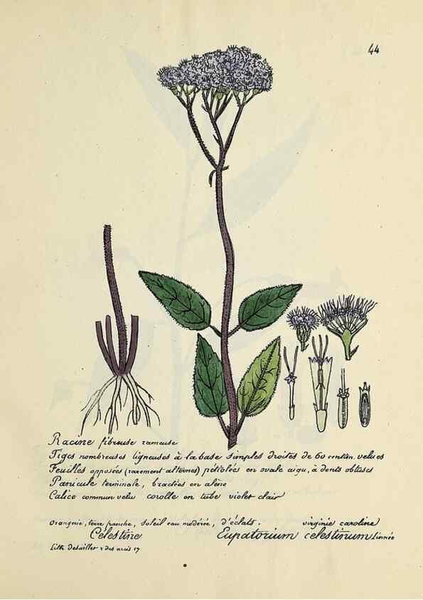 Reproducción/Reproduction 49501532097: Flore universelle. Saint-Denis :Au Bureau et chez Meilhac :[1848]-[1849]. 