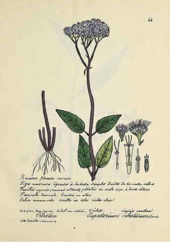 Reproducción/Reproduction 49501532097: Flore universelle. Saint-Denis :Au Bureau et chez Meilhac :[1848]-[1849]. 