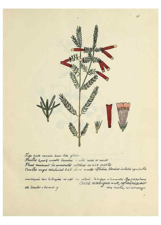 Reproducción/Reproduction 49501304711: Flore universelle. Saint-Denis :Au Bureau et chez Meilhac :[1848]-[1849]. 