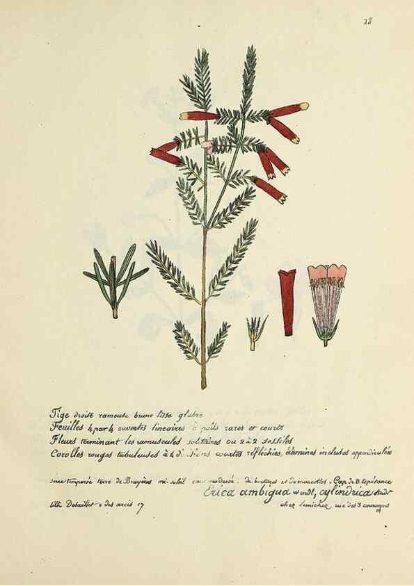 Reproducción/Reproduction 49501304711: Flore universelle. Saint-Denis :Au Bureau et chez Meilhac :[1848]-[1849]. 