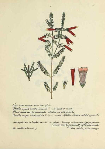 Reproducción/Reproduction 49501304711: Flore universelle. Saint-Denis :Au Bureau et chez Meilhac :[1848]-[1849]. 