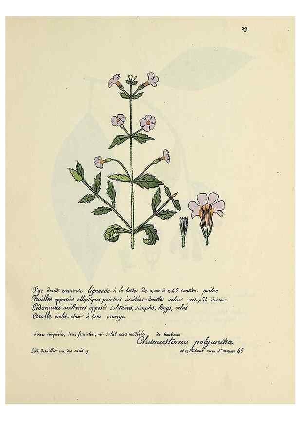 Reproducción/Reproduction 49501527992: Flore universelle. Saint-Denis :Au Bureau et chez Meilhac :[1848]-[1849]. 