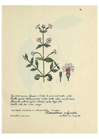 Reproducción/Reproduction 49501527992: Flore universelle. Saint-Denis :Au Bureau et chez Meilhac :[1848]-[1849]. 