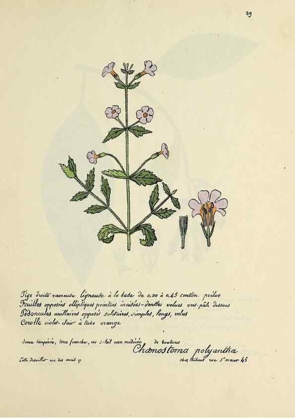 Reproducción/Reproduction 49501527992: Flore universelle. Saint-Denis :Au Bureau et chez Meilhac :[1848]-[1849]. 