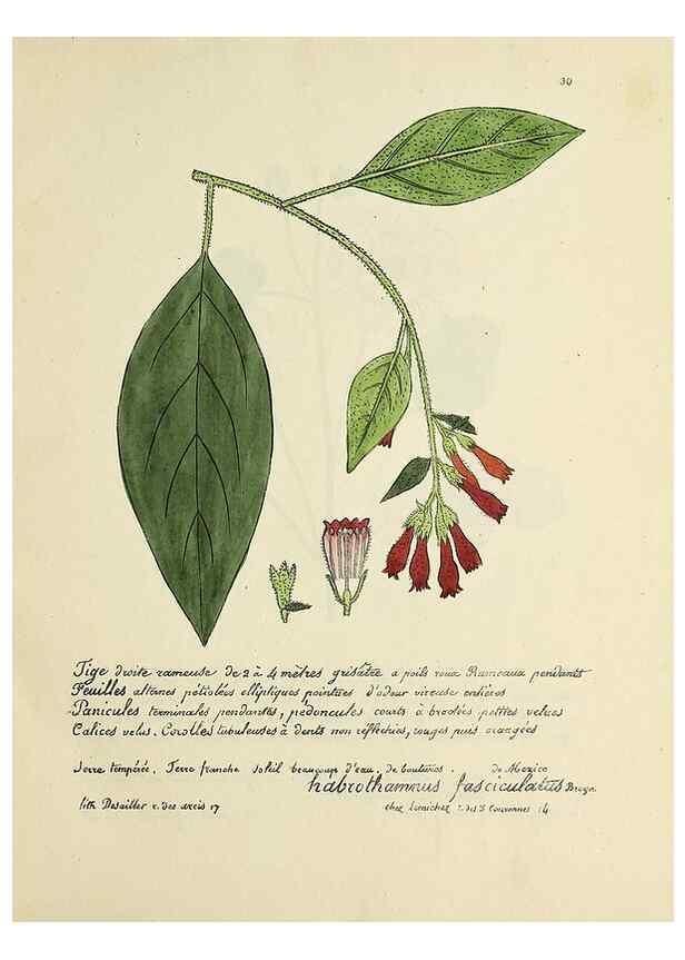 Reproducción/Reproduction 49500800008: Flore universelle. Saint-Denis :Au Bureau et chez Meilhac :[1848]-[1849]. 