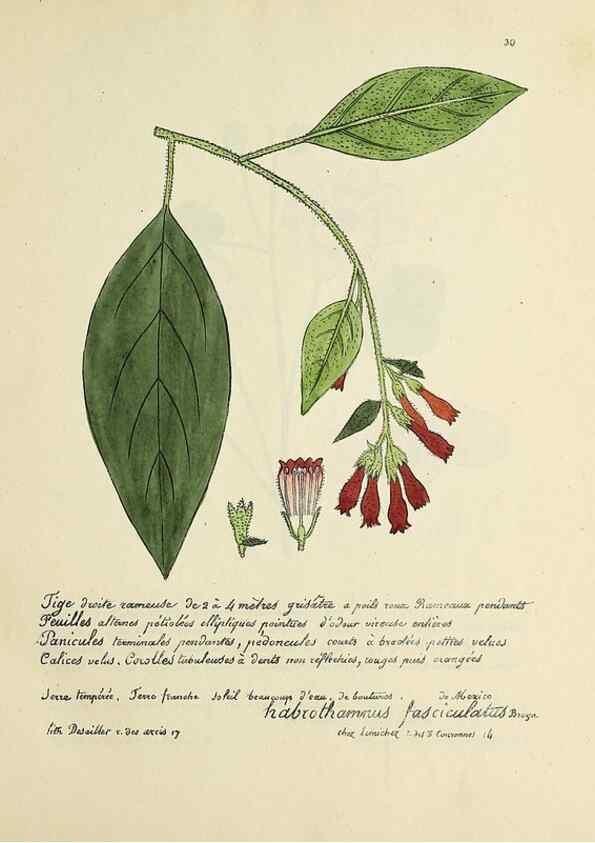 Reproducción/Reproduction 49500800008: Flore universelle. Saint-Denis :Au Bureau et chez Meilhac :[1848]-[1849]. 