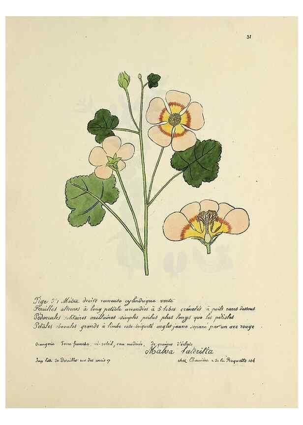 Reproducción/Reproduction 49501528427: Flore universelle. Saint-Denis :Au Bureau et chez Meilhac :[1848]-[1849]. 
