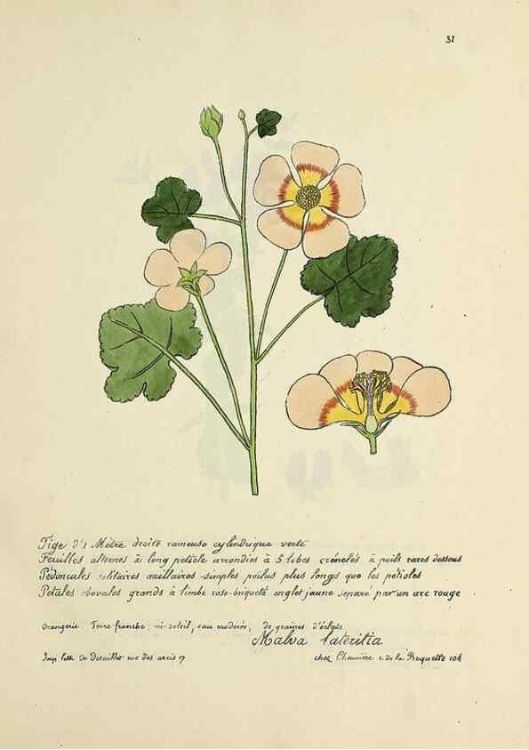 Reproducción/Reproduction 49501528427: Flore universelle. Saint-Denis :Au Bureau et chez Meilhac :[1848]-[1849]. 