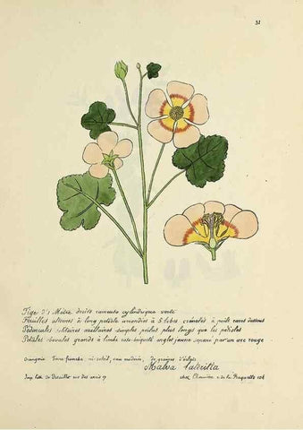 Reproducción/Reproduction 49501528427: Flore universelle. Saint-Denis :Au Bureau et chez Meilhac :[1848]-[1849]. 