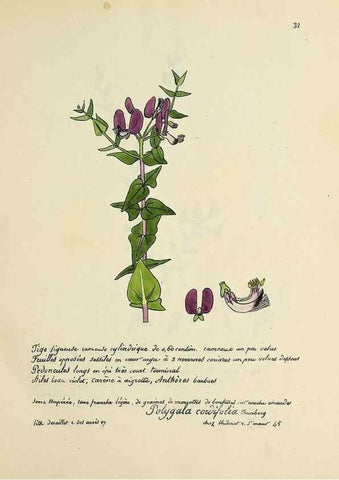 Reproducción/Reproduction 49501305796: Flore universelle. Saint-Denis :Au Bureau et chez Meilhac :[1848]-[1849]. 