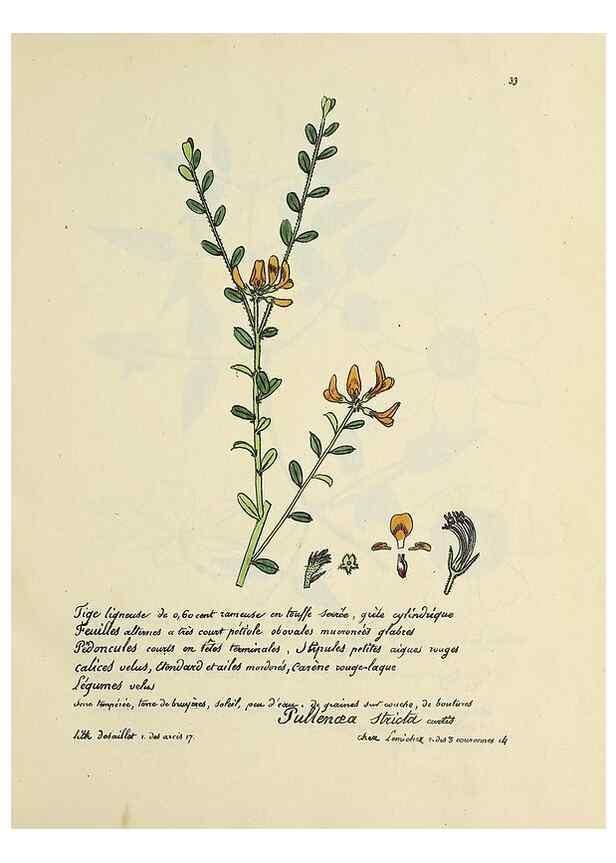 Reproducción/Reproduction 49501528992: Flore universelle. Saint-Denis :Au Bureau et chez Meilhac :[1848]-[1849]. 