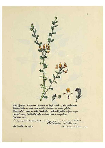 Reproducción/Reproduction 49501528992: Flore universelle. Saint-Denis :Au Bureau et chez Meilhac :[1848]-[1849]. 
