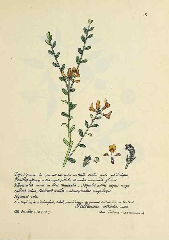 Reproducción/Reproduction 49501528992: Flore universelle. Saint-Denis :Au Bureau et chez Meilhac :[1848]-[1849]. 