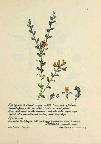 Reproducción/Reproduction 49501528992: Flore universelle. Saint-Denis :Au Bureau et chez Meilhac :[1848]-[1849]. 