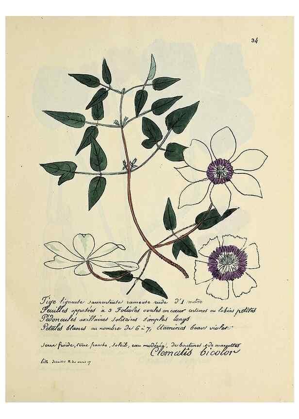 Reproducción/Reproduction 49501529277: Flore universelle. Saint-Denis :Au Bureau et chez Meilhac :[1848]-[1849]. 