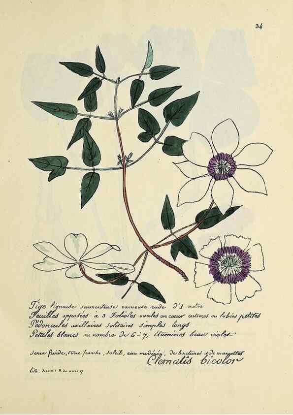 Reproducción/Reproduction 49501529277: Flore universelle. Saint-Denis :Au Bureau et chez Meilhac :[1848]-[1849]. 