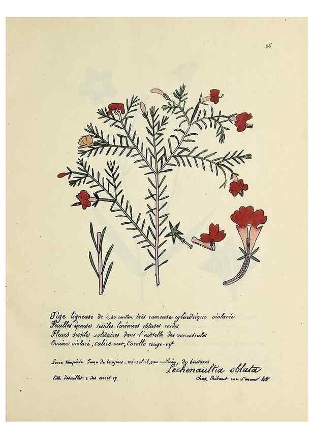 Reproducción/Reproduction 49500798878: Flore universelle. Saint-Denis :Au Bureau et chez Meilhac :[1848]-[1849]. 