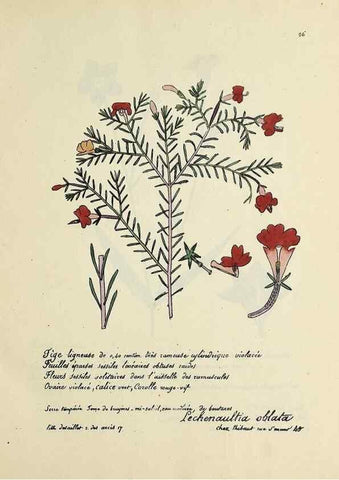 Reproducción/Reproduction 49500798878: Flore universelle. Saint-Denis :Au Bureau et chez Meilhac :[1848]-[1849]. 