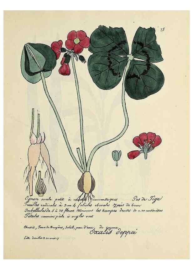 Reproducción/Reproduction 49500801213: Flore universelle. Saint-Denis :Au Bureau et chez Meilhac :[1848]-[1849]. 