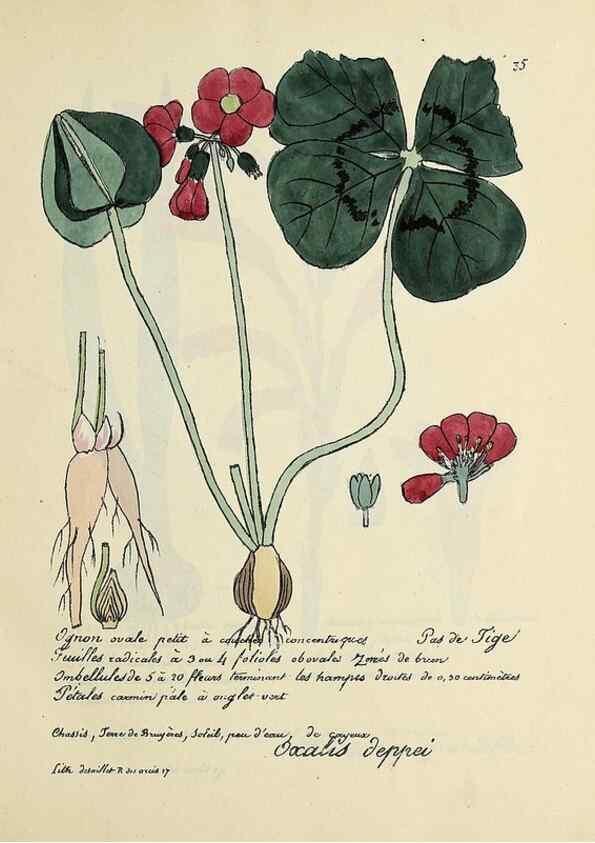 Reproducción/Reproduction 49500801213: Flore universelle. Saint-Denis :Au Bureau et chez Meilhac :[1848]-[1849]. 