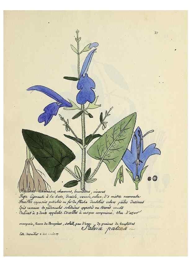 Reproducción/Reproduction 49500801863: Flore universelle. Saint-Denis :Au Bureau et chez Meilhac :[1848]-[1849]. 