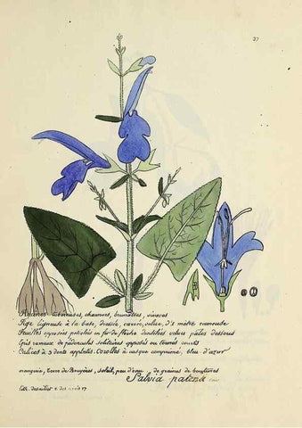 Reproducción/Reproduction 49500801863: Flore universelle. Saint-Denis :Au Bureau et chez Meilhac :[1848]-[1849]. 