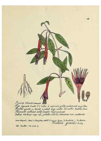 Reproducción/Reproduction 49501530387: Flore universelle. Saint-Denis :Au Bureau et chez Meilhac :[1848]-[1849]. 