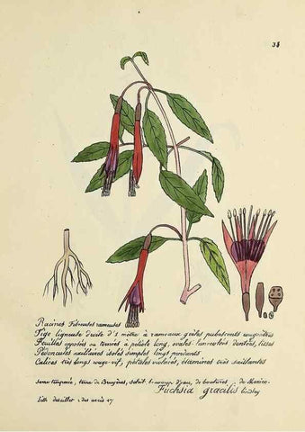 Reproducción/Reproduction 49501530387: Flore universelle. Saint-Denis :Au Bureau et chez Meilhac :[1848]-[1849]. 