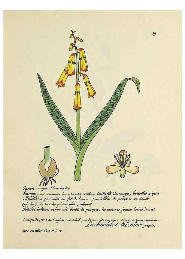 Reproducción/Reproduction 49500802368: Flore universelle. Saint-Denis :Au Bureau et chez Meilhac :[1848]-[1849]. 