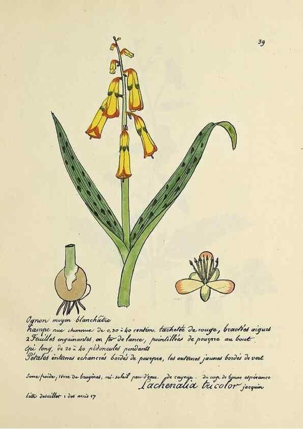 Reproducción/Reproduction 49500802368: Flore universelle. Saint-Denis :Au Bureau et chez Meilhac :[1848]-[1849]. 