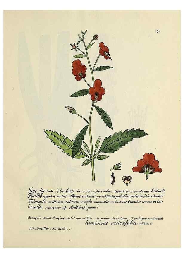 Reproducción/Reproduction 49501307666: Flore universelle. Saint-Denis :Au Bureau et chez Meilhac :[1848]-[1849]. 
