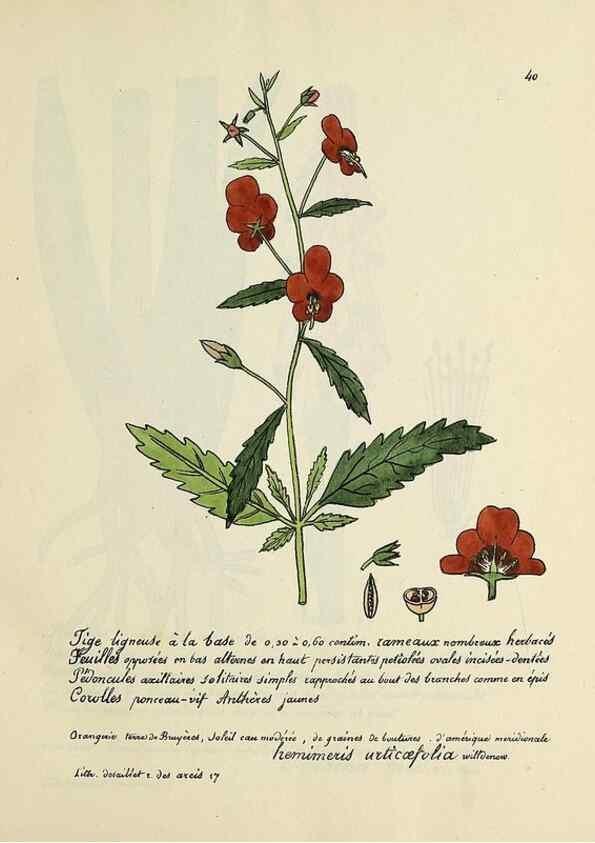 Reproducción/Reproduction 49501307666: Flore universelle. Saint-Denis :Au Bureau et chez Meilhac :[1848]-[1849]. 