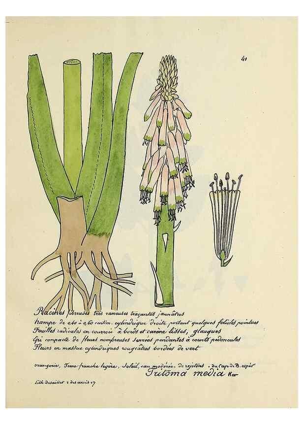 Reproducción/Reproduction 49500802938: Flore universelle. Saint-Denis :Au Bureau et chez Meilhac :[1848]-[1849]. 