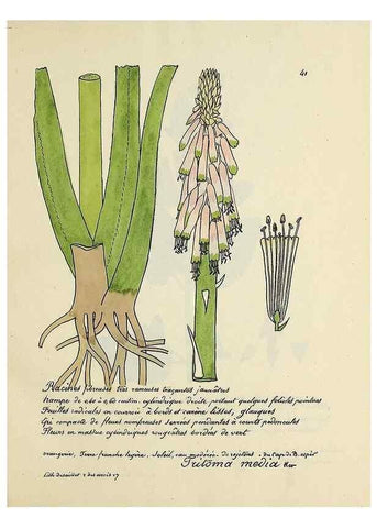 Reproducción/Reproduction 49500802938: Flore universelle. Saint-Denis :Au Bureau et chez Meilhac :[1848]-[1849]. 