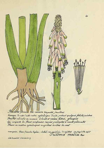 Reproducción/Reproduction 49500802938: Flore universelle. Saint-Denis :Au Bureau et chez Meilhac :[1848]-[1849]. 
