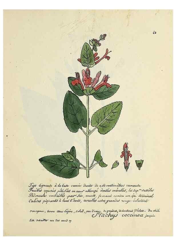 Reproducción/Reproduction 49501308256: Flore universelle. Saint-Denis :Au Bureau et chez Meilhac :[1848]-[1849]. 
