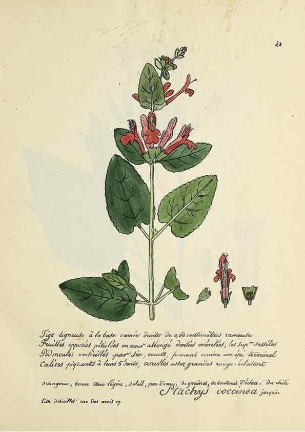 Reproducción/Reproduction 49501308256: Flore universelle. Saint-Denis :Au Bureau et chez Meilhac :[1848]-[1849]. 