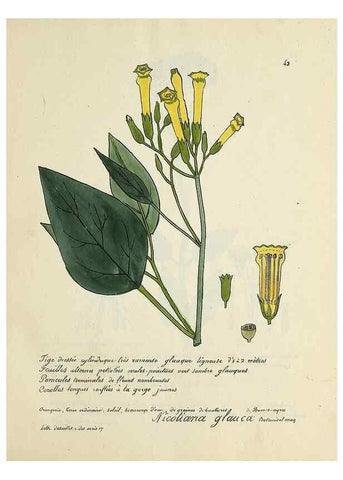 Reproducción/Reproduction 49501308576: Flore universelle. Saint-Denis :Au Bureau et chez Meilhac :[1848]-[1849]. 