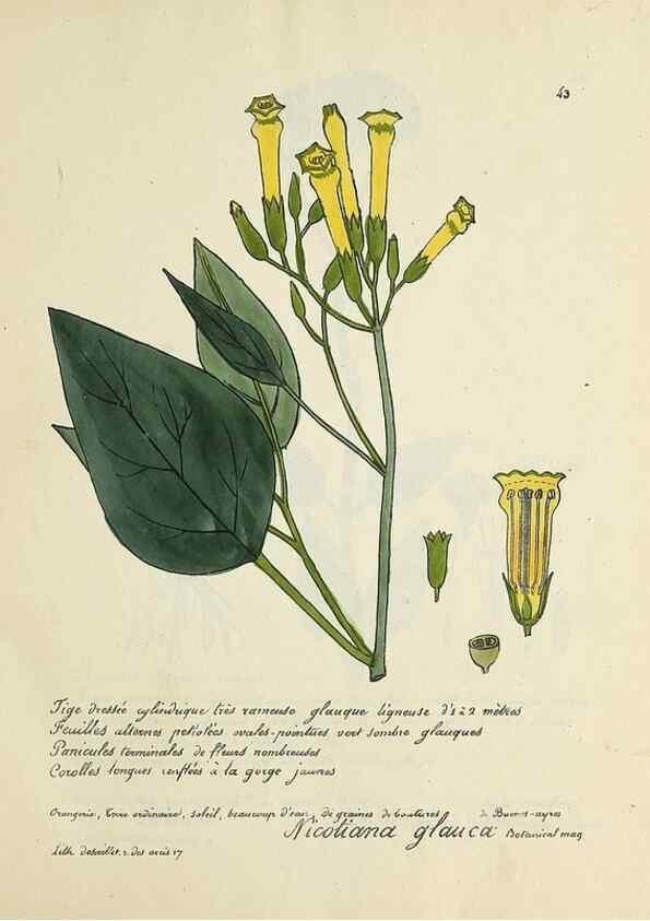 Reproducción/Reproduction 49501308576: Flore universelle. Saint-Denis :Au Bureau et chez Meilhac :[1848]-[1849]. 
