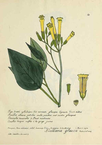 Reproducción/Reproduction 49501308576: Flore universelle. Saint-Denis :Au Bureau et chez Meilhac :[1848]-[1849]. 