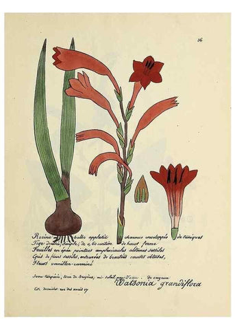 Reproducción/Reproduction 49501306771: Flore universelle. Saint-Denis :Au Bureau et chez Meilhac :[1848]-[1849]. 
