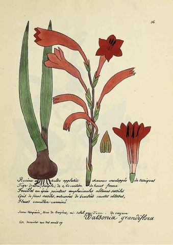 Reproducción/Reproduction 49501306771: Flore universelle. Saint-Denis :Au Bureau et chez Meilhac :[1848]-[1849]. 