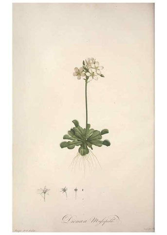 Reproducción/Reproduction 49499370256: Jardin de la Malmaison. A Paris :De l'imprimerie de Crapelet, et se trouve chez l'auteur ...,1803-1804.. 