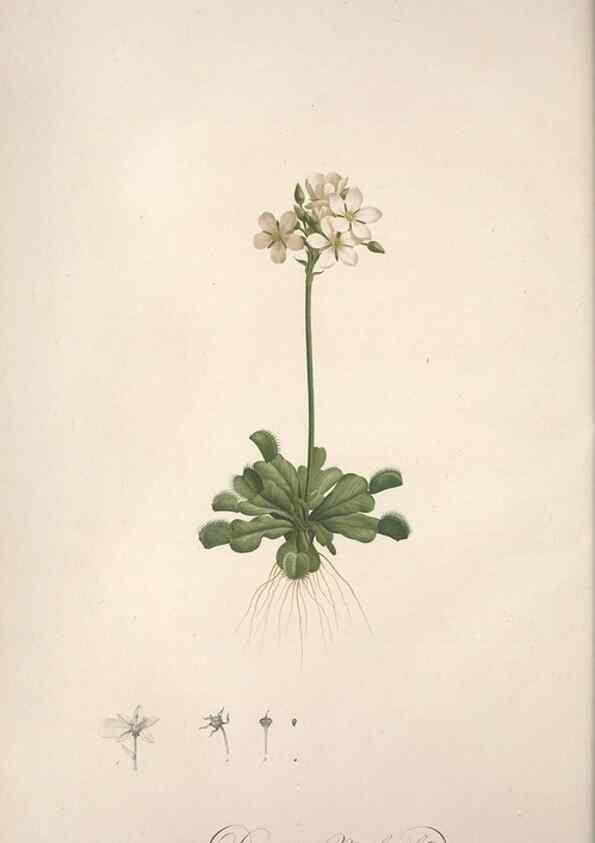 Reproducción/Reproduction 49499370256: Jardin de la Malmaison. A Paris :De l'imprimerie de Crapelet, et se trouve chez l'auteur ...,1803-1804.. 