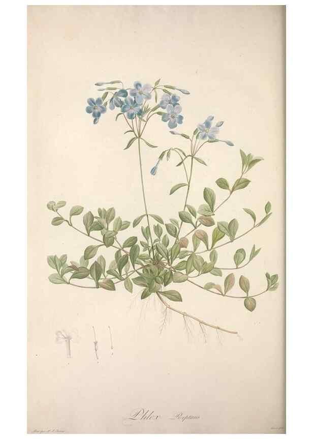 Reproducción/Reproduction 49499469481: Jardin de la Malmaison. A Paris :De l'imprimerie de Crapelet, et se trouve chez l'auteur ...,1803-1804.. 