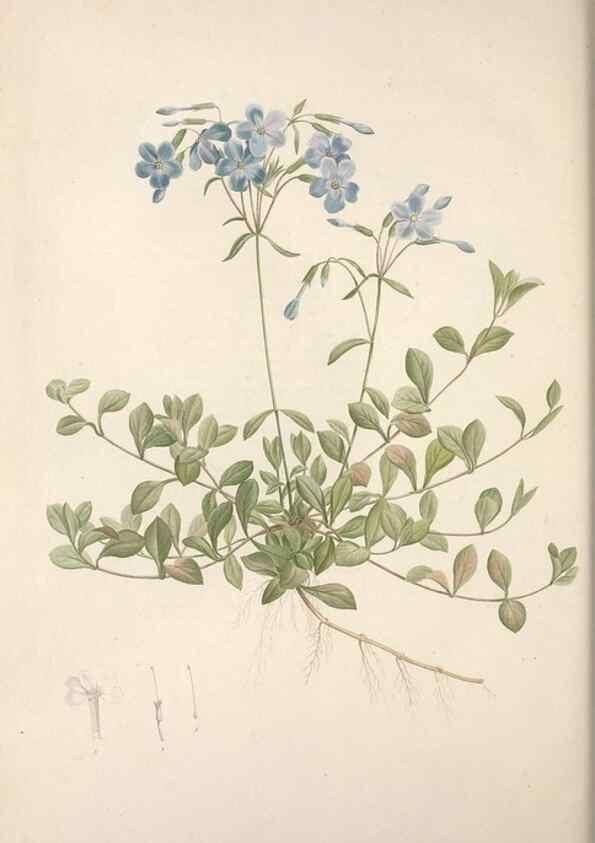 Reproducción/Reproduction 49499469481: Jardin de la Malmaison. A Paris :De l'imprimerie de Crapelet, et se trouve chez l'auteur ...,1803-1804.. 