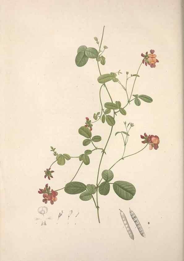 Reproducción/Reproduction 49499468981: Jardin de la Malmaison. A Paris :De l'imprimerie de Crapelet, et se trouve chez l'auteur ...,1803-1804.. 